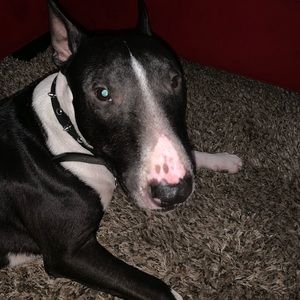 Meet your Posher, Joe